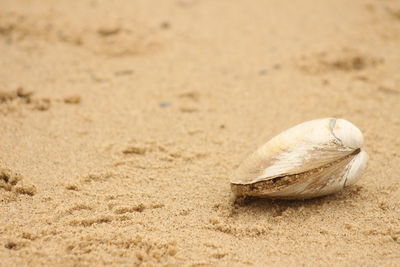 Close-up of lizard on sand at beach