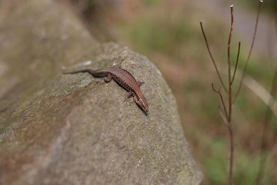 Close-up of lizard on rock