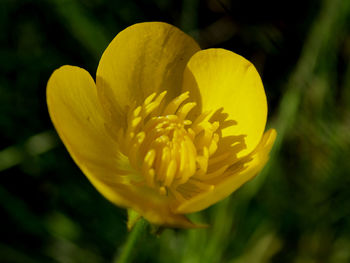 Close-up of yellow flower