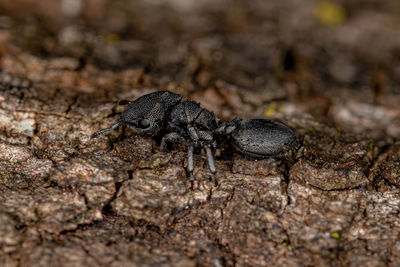 Close-up of spider