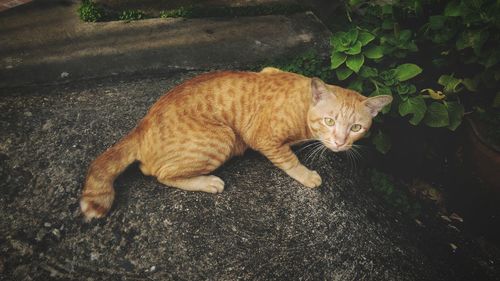 High angle view of a cat