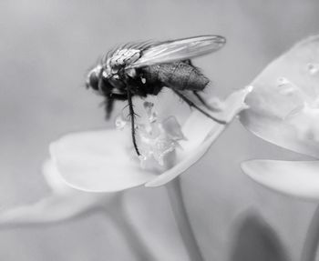 Close-up of bee pollinating on white flower