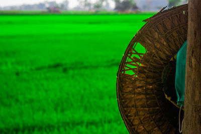 View of crop in field