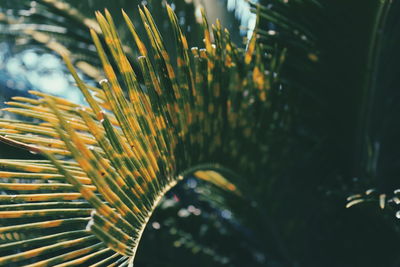 Close-up of yellow flowering plant in basket