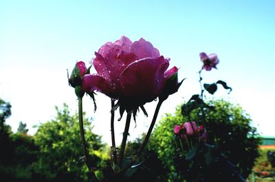 Close-up of red rose