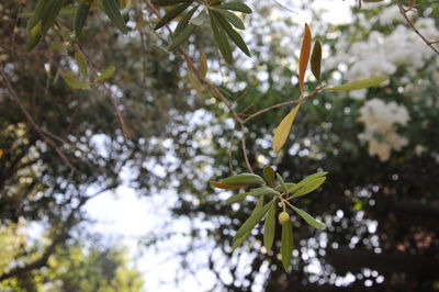 Low angle view of plant