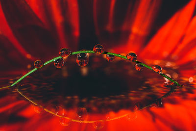 Close-up of water drops on red flower