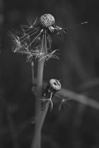 Close-up of wilted plant