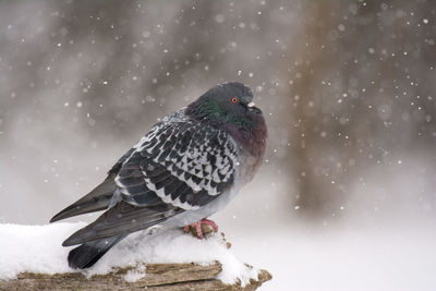 Pigeon in snow in winter