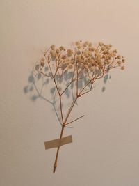 Close-up of white flowering plant against wall