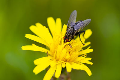 Close-up of butterfly pollinating on yellow flower