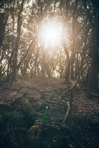 Trees in forest