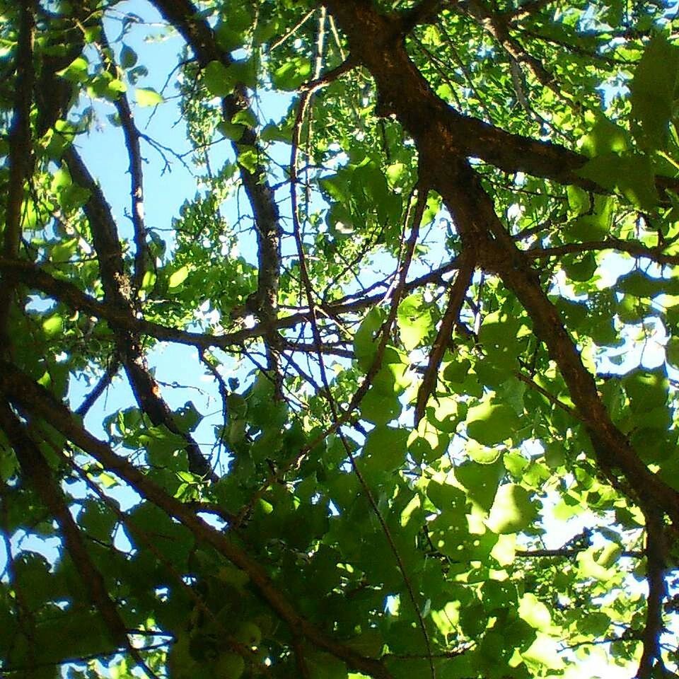 tree, low angle view, branch, growth, green color, nature, leaf, beauty in nature, full frame, backgrounds, tranquility, day, outdoors, no people, sky, green, sunlight, lush foliage, tree trunk, close-up