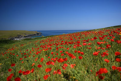 Poppies at west pentire cornwall uk