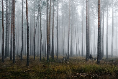 Pine trees in forest