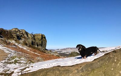 Dog standing on snow against blue sky