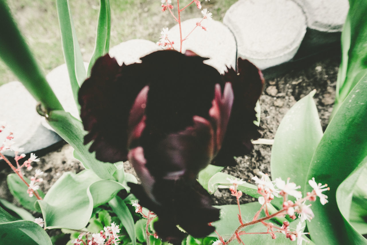 HIGH ANGLE VIEW OF WOMAN WITH FLOWERS