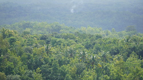 High angle view of trees in forest