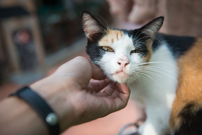 Close-up of hand holding cat