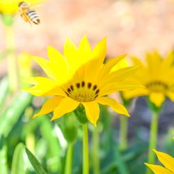 Close-up of yellow flowering plant