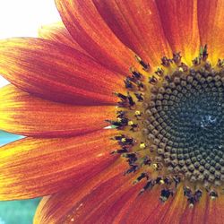Close-up of orange flowers