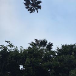 Low angle view of trees against sky