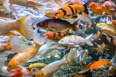 Fish swimming in sea