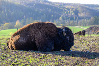 Horse grazing on field