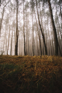 Trees in forest
