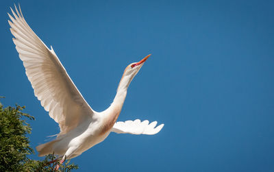 Low angle view of white bird flying against clear blue sky