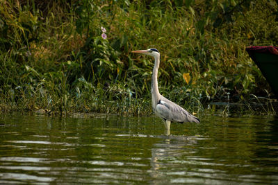 View of a bird in lake