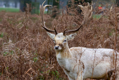 Portrait of deer