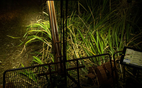 High angle view of bamboo on field at night