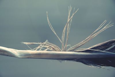 Close-up of stalks against the sky