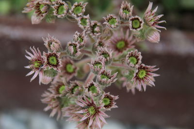 Close-up of flowering plant