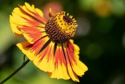 Close-up of helens flower, helenium