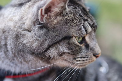 Close-up of a cat looking away