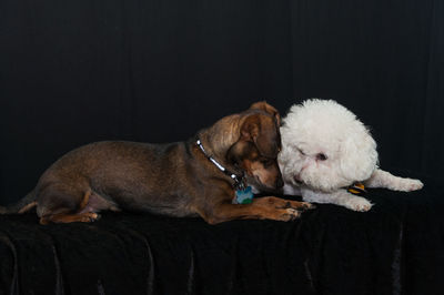 Close-up of dog in black background