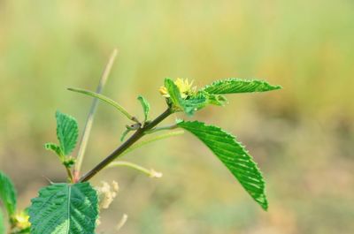 Close-up of green plant