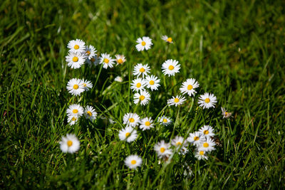 White daisy flowers on field