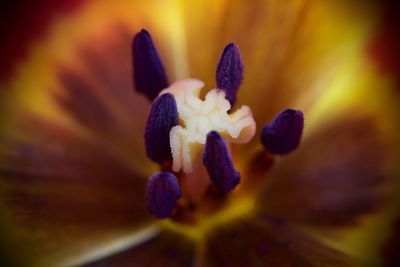 Close-up of purple flower