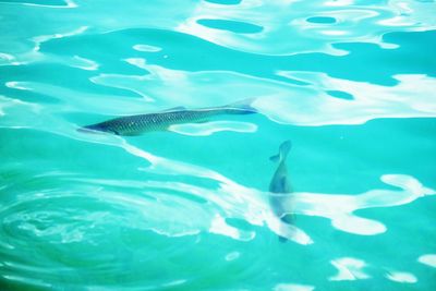 Fish swimming in sea