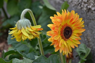 Close-up of sunflower