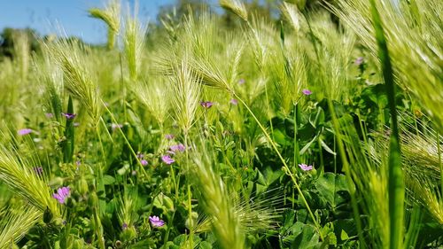 Close-up of flowering plants growing on field