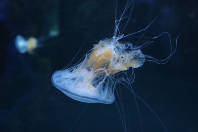 Close-up of jellyfish swimming in sea