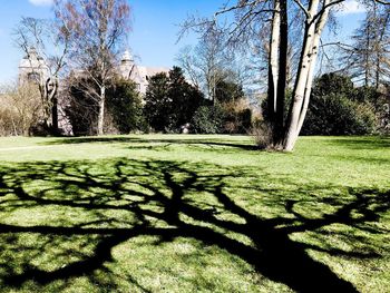 Trees on grassy field