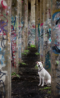 Portrait of dog sitting amidst columns with graffiti