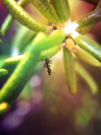 Macro shot of ant on plant