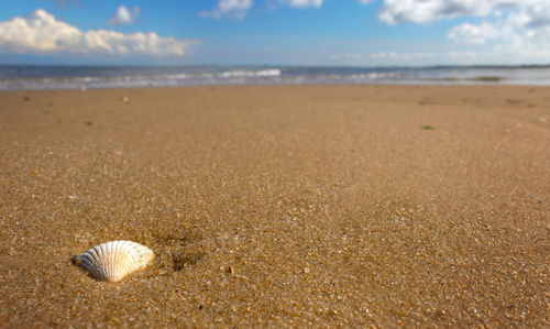 Surface level of shells on beach