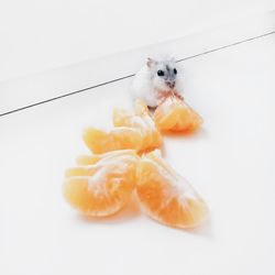 Close-up of rat eating oranges over white background